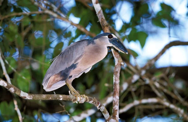 Båt Billed Heron Cochlearius Cochlearius Vuxen Stående Tree Costa Rica — Stockfoto