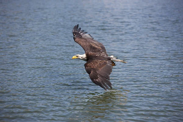 Águia Careca Haliaeetus Leucocephalus Juvenil Voo Sobre Água — Fotografia de Stock