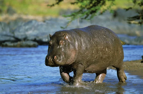 Hippopotamus Hippopotamus Amphibius Adult Mara River Masai Mara Park Кенії — стокове фото