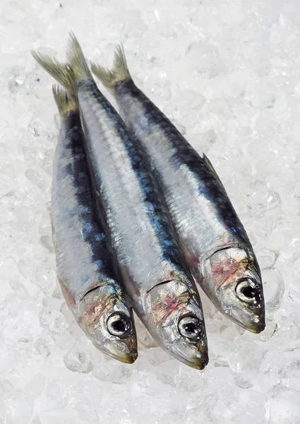 Sardine Sardina Pilchardus Fresh Fishes Ice — Stock Photo, Image