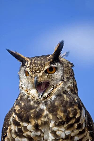 Cape Eagle Owl Bubo Capensis Adult Call — стокове фото