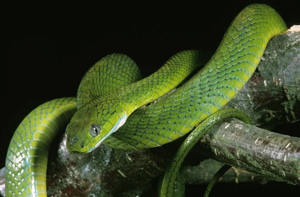 Green Cat Snake Boiga Cyanea Adulto Branch — Fotografia de Stock