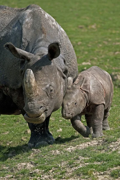 Rinoceronte Indiano Rinoceronte Unicornis Mãe Com Bezerro — Fotografia de Stock