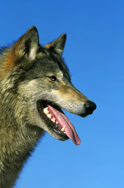 North American Grey Wolf Canis Lupus Occidentalis Retrato Adulto Contra — Fotografia de Stock