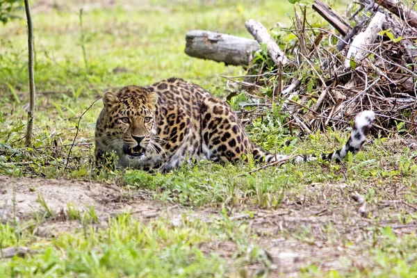 Amur Leopard Panthera Pardus Orientalis Dospělý Ležící Trávě — Stock fotografie