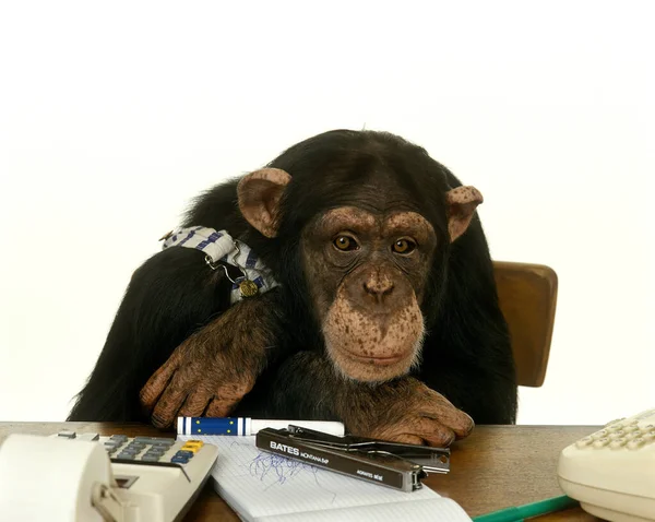 Chimpansee Pantroglodieten Gekleed Getraind Doen Als Mensen — Stockfoto