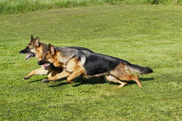 Anjing Gembala Jerman Orang Dewasa Berjalan Atas Rumput — Stok Foto