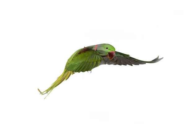 Alexandre Parakeet Psittacula Eupatria Adult Flight White Background — 스톡 사진