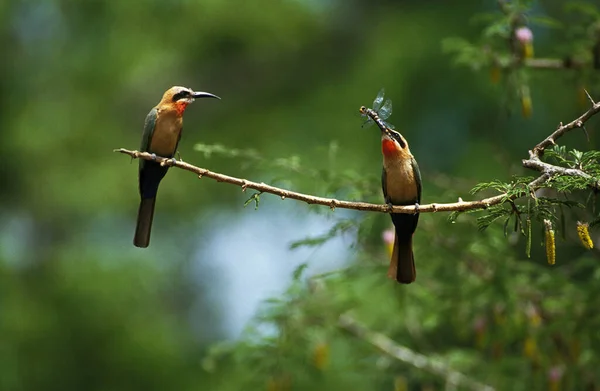 White Fronted Bee Eater Merops Bullockoides Vuxna Som Står Gren — Stockfoto