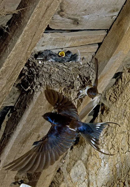 Golondrina Granero Hirundo Rustica Adultos Vuelo Pollitos Alimentación Nido Normandía — Foto de Stock