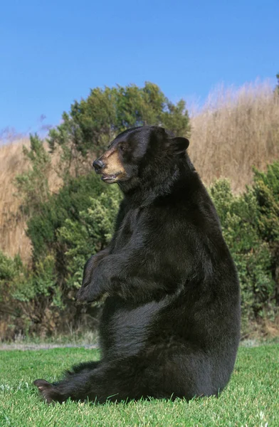 Amerykański Czarny Niedźwiedź Ursus Americanus Dorosły Siedzący Trawie — Zdjęcie stockowe