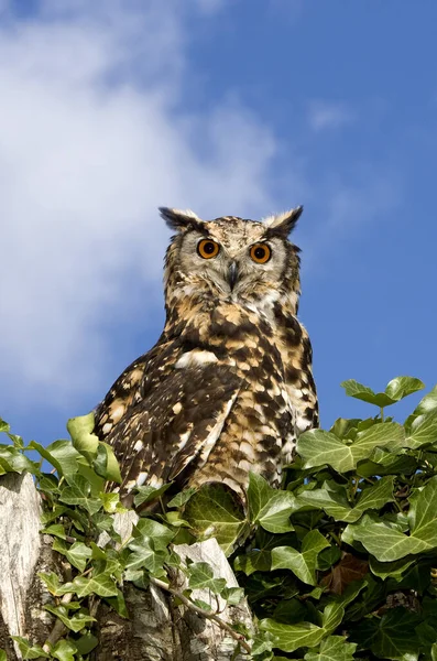 Cape Eagle Owl Bubo Capensis Adulto Topo Árvore — Fotografia de Stock
