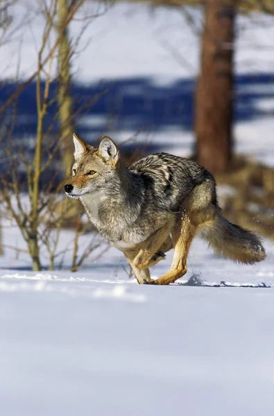 Coyote Canis Latrans Erwachsene Die Auf Schnee Laufen Montana — Stockfoto