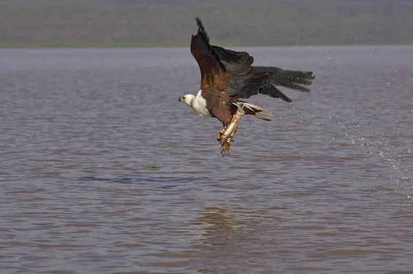 Afrikai Hal Sas Haliaeetus Vocifer Felnőtt Repülés Halakkal Karmokban Halászat — Stock Fotó