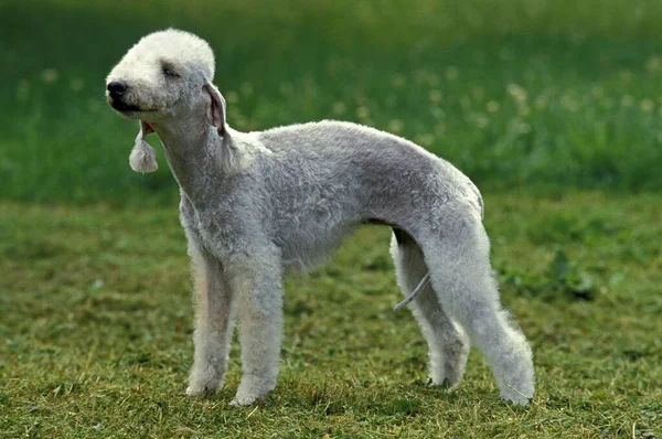 Bedlington Terrier Erwachsener Gras — Stockfoto