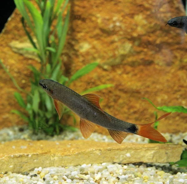 Labeo Bicolor Epalzeorhynchos Erythrurus Peces Jóvenes — Foto de Stock