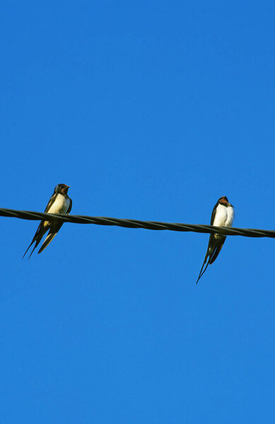 Barn Swallow, hirundo rustica, Adults standing on Electricity Cable , Normandy in France  
