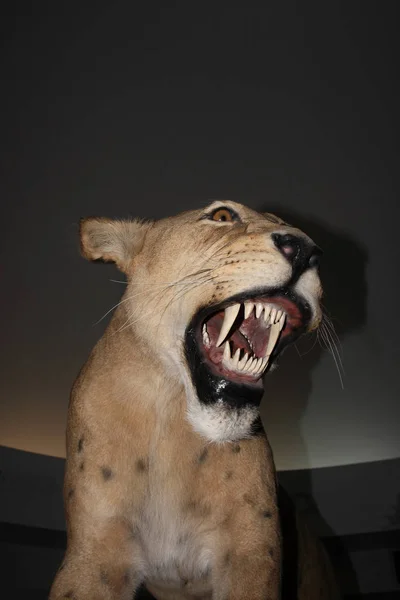 加拿大育空地区贝林吉亚博物馆博物馆展出的 科学家的猫 同温血清 剑齿虎 于1万年前灭绝 — 图库照片
