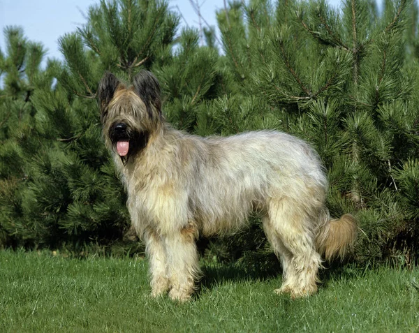 Çimlerin Üzerinde Duran Briard Dog Kesik Kulaklı Old Standard Breed — Stok fotoğraf