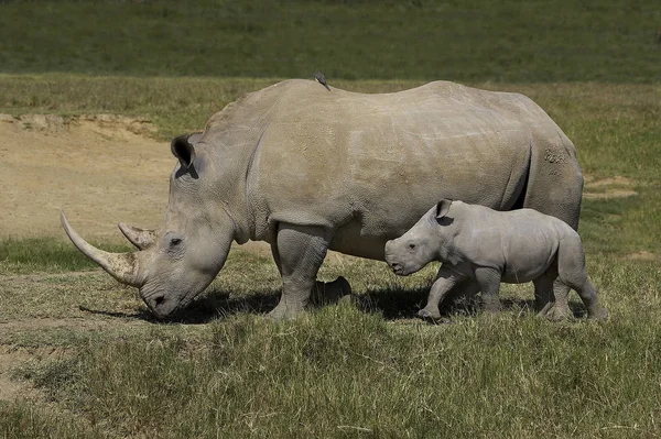 Vit Noshörning Ceratotherium Simum Kvinna Med Kalv Nakuru Park Kenya — Stockfoto