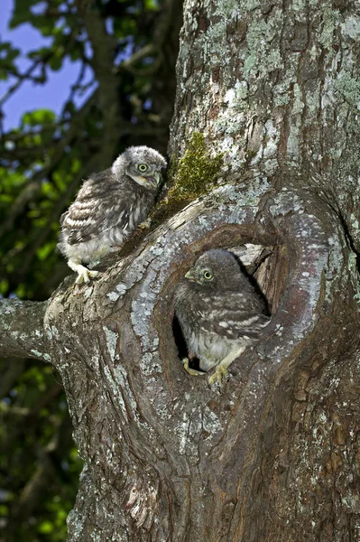 Little Owl Athene Noctua Young Standing Nest Entrance Normandy — Stock Photo, Image