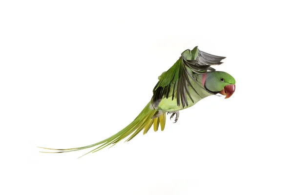 Alexandrine Parakeet Psittacula Eupatria Masculino Voo Contra Fundo Branco — Fotografia de Stock