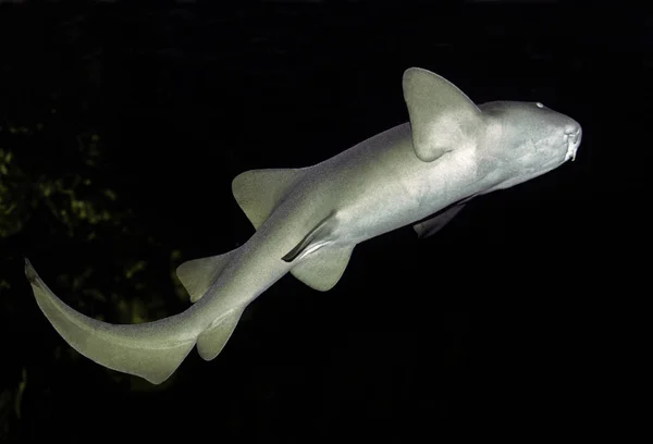 Infermiera Squalo Sfondo Naturale — Foto Stock