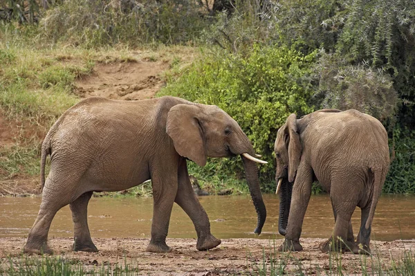 Elefante Africano Loxodonta Africana Youngs Piedi Vicino Fiume Samburu Park — Foto Stock