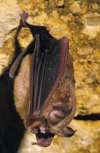 Stor Hästsko Fladdermus Rinolophus Ferrumequinum Vuxen Hängande Grottan — Stockfoto