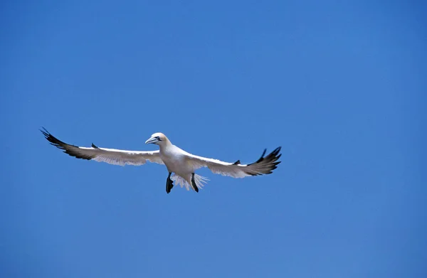 Northern Gannet Sula Bassana Adult Flight Colony Bonaventure Island Quebec — 图库照片