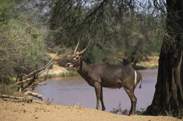 Gyakori Waterbuck Kobus Ellipsiprymnus Folyó Mellett Álló Férfi Samburu Park — Stock Fotó
