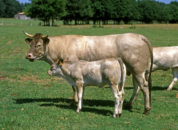 Велетенська Худоба Базадаї Французька Порода Корова Телятою — стокове фото