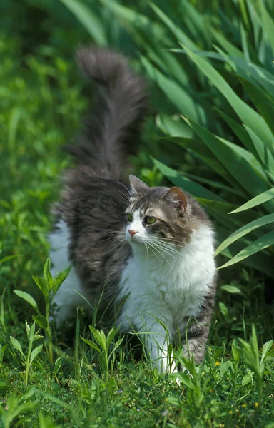 安哥拉家猫 站在草地上的成年猫 — 图库照片