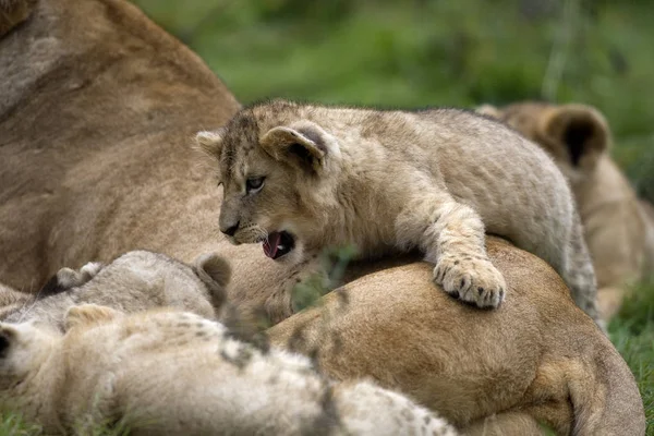 Katanga Leeuw Zuidwest Afrikaanse Leeuw Panthera Leo Bleyenberghi Vrouw Welp — Stockfoto