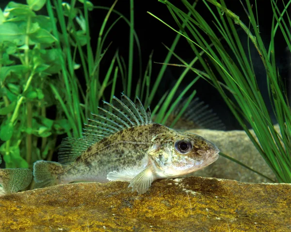 Ruffe Gymnocephalus Cernua Взрослых — стоковое фото