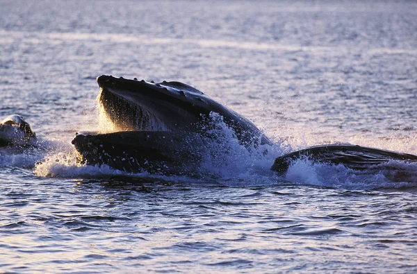 Baleia Humpack Megaptera Novaeangliae Grupo Bubble Net Feeding Boca Aberta — Fotografia de Stock