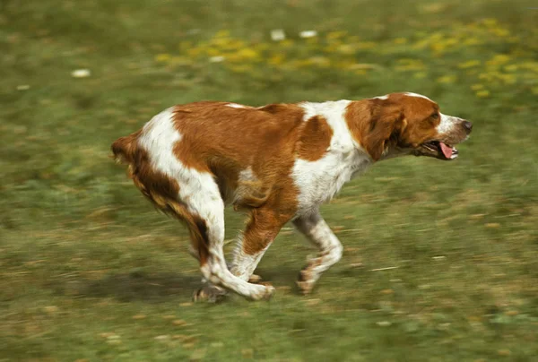 Bretagne Spaniel Dog Vuxen Som Springer Genom Ängen — Stockfoto