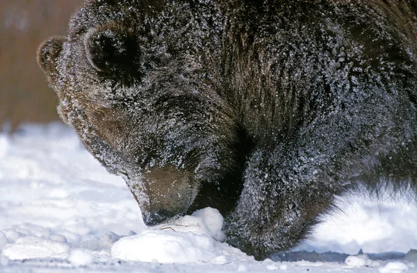 Urso Kodiak Ursus Arctos Middendorffi Adulto Neve Alasca — Fotografia de Stock