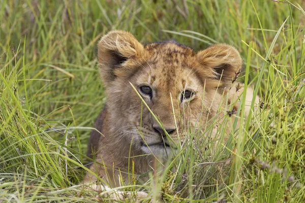 Lew Afrykański Pantera Leo Cub Nioski Long Grass Masai Mara — Zdjęcie stockowe