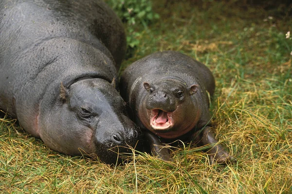 Pygmée Hippopotame Choeropsis Liberiensis Femme Avec Jeune Dormant — Photo
