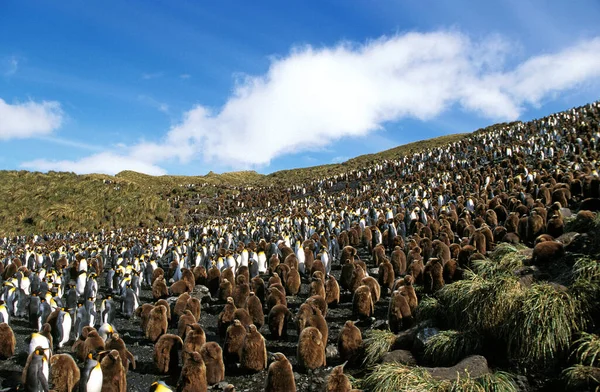Pingvin Király Aptenodytes Patagonica Salisbury Plain Kolónia Dél Georgia — Stock Fotó