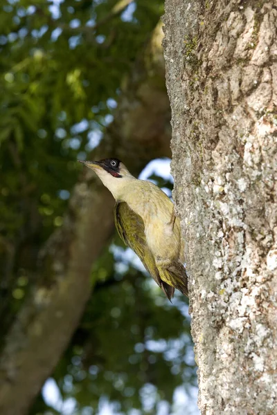 Pájaro Carpintero Verde Picus Viridis Adulto Pie Tronco Del Árbol — Foto de Stock