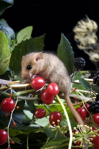 Common Dormouse Muscardinus Avellanarius Adult Standing Branch Blackberries Red Berries — Φωτογραφία Αρχείου