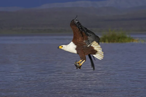 Afrikanischer Fischadler Heilbutt Erwachsener Flug Mit Fischen Klauen Angeln Baringo — Stockfoto