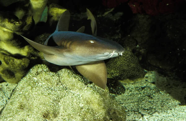 Νοσοκόμα Shark Ginglymostoma Cirratum Ενήλικες — Φωτογραφία Αρχείου