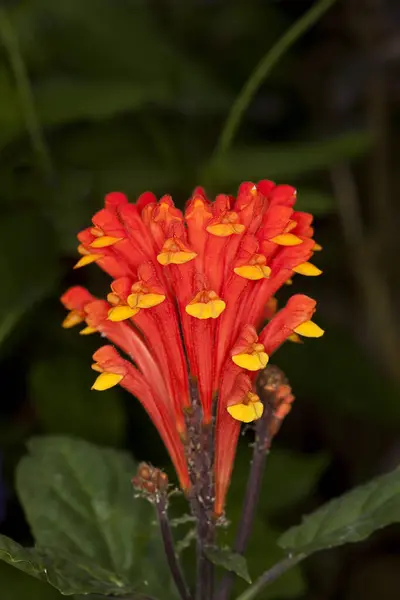 Fiore Apprezzato Dalle Farfalle Suo Nettare Sud America — Foto Stock