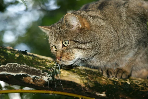 Europäische Wildkatze Felis Silvestris Erwachsener Auf Ast Stehend — Stockfoto