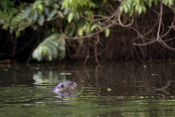 Otter Gigante Pteronura Brasiliensis Adulto Rio Madre Dios Manu Parc — Fotografia de Stock