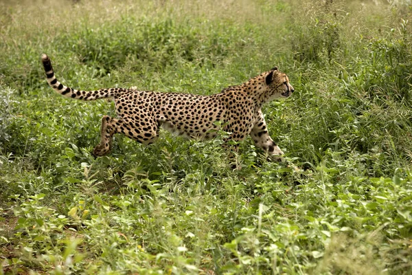 Cheetah Acinonyx Jubatus Adult Standing Long Grass Namibia — Stock Photo, Image