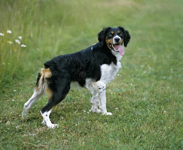 ブルターニュ スパニエル 舌で草の上に立つ犬 — ストック写真